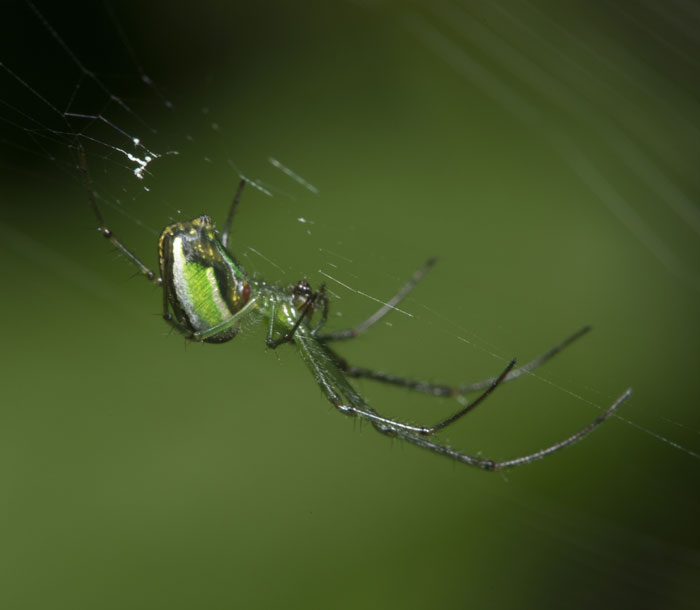 Spiders & Insects